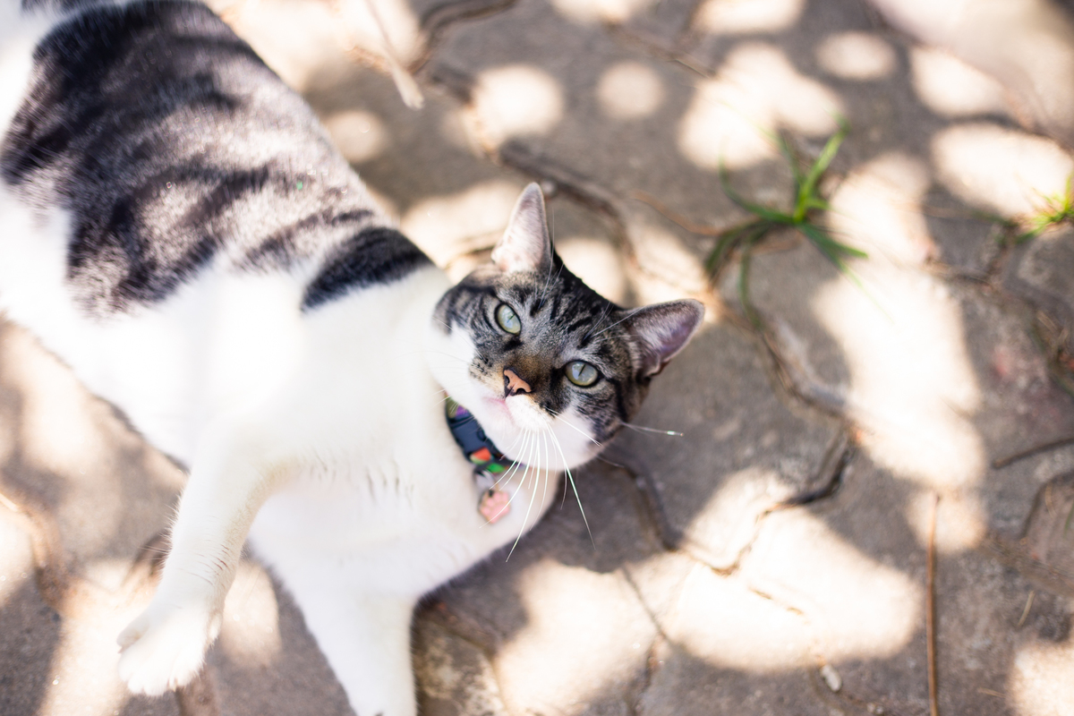 fotografia_pet_gato_casa_praia_3