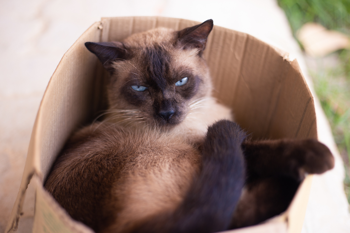 fotografia_pet_gato_casa_praia_4