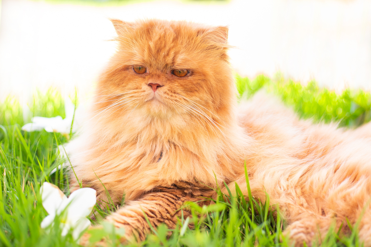 fotografia_pet_gato_casa_praia_5