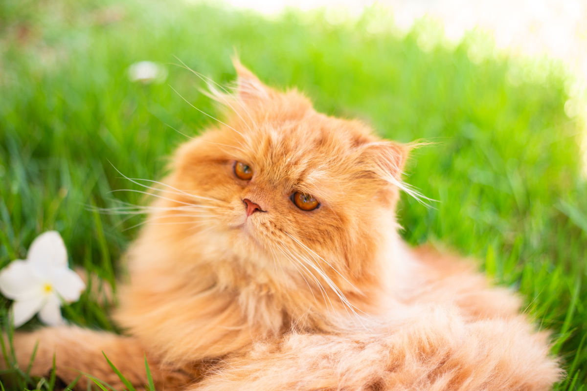 fotografia_pet_gato_casa_praia_6