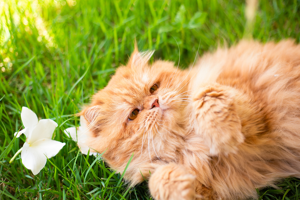 fotografia_pet_gato_casa_praia_8