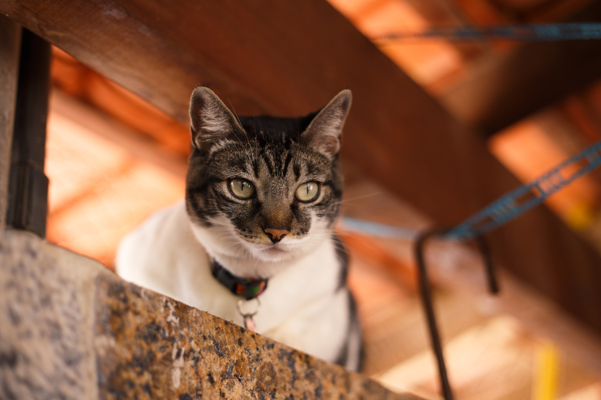 fotografia_pet_gato_casa_praia_9