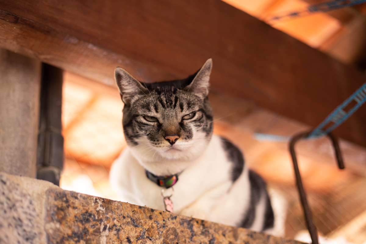 fotografia_pet_gato_casa_praia_10