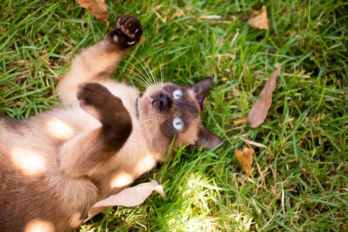 fotografia_pet_gato_casa_praia_11