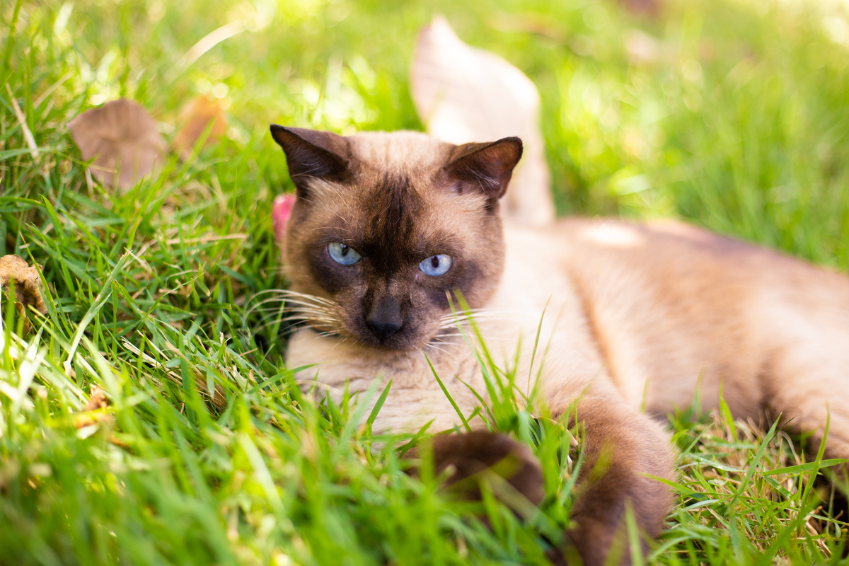 fotografia_pet_gato_casa_praia_12