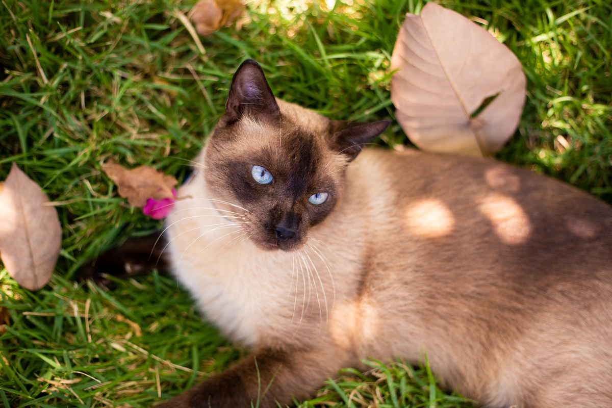 fotografia_pet_gato_casa_praia_13