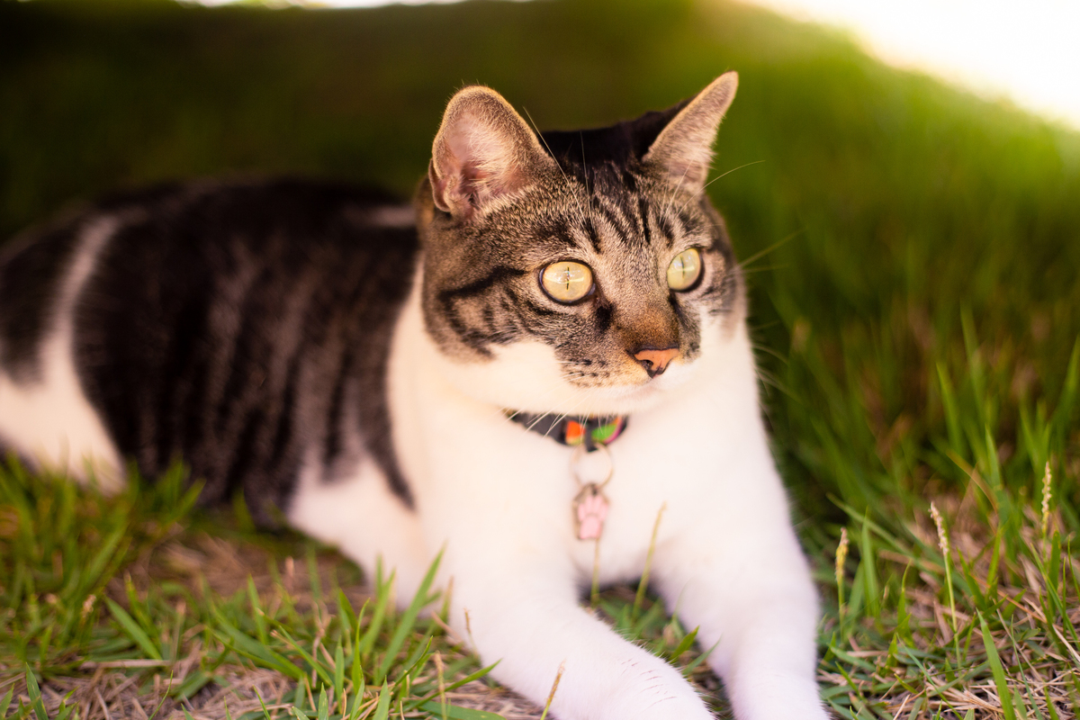 fotografia_pet_gato_casa_praia_14