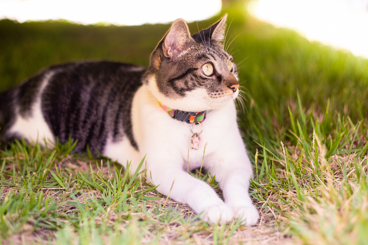 fotografia_pet_gato_casa_praia_15