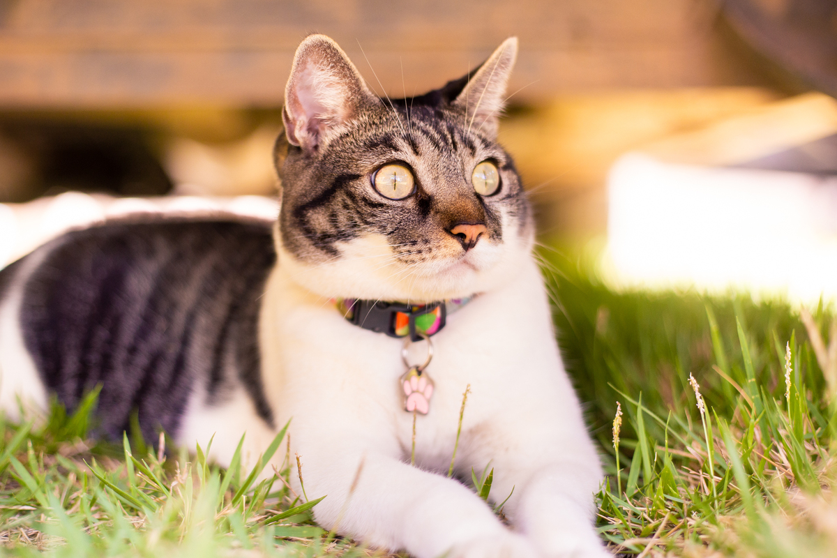 fotografia_pet_gato_casa_praia_16