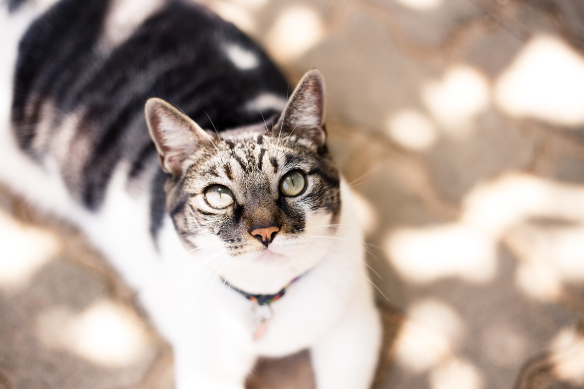 fotografia_pet_gato_casa_praia_17