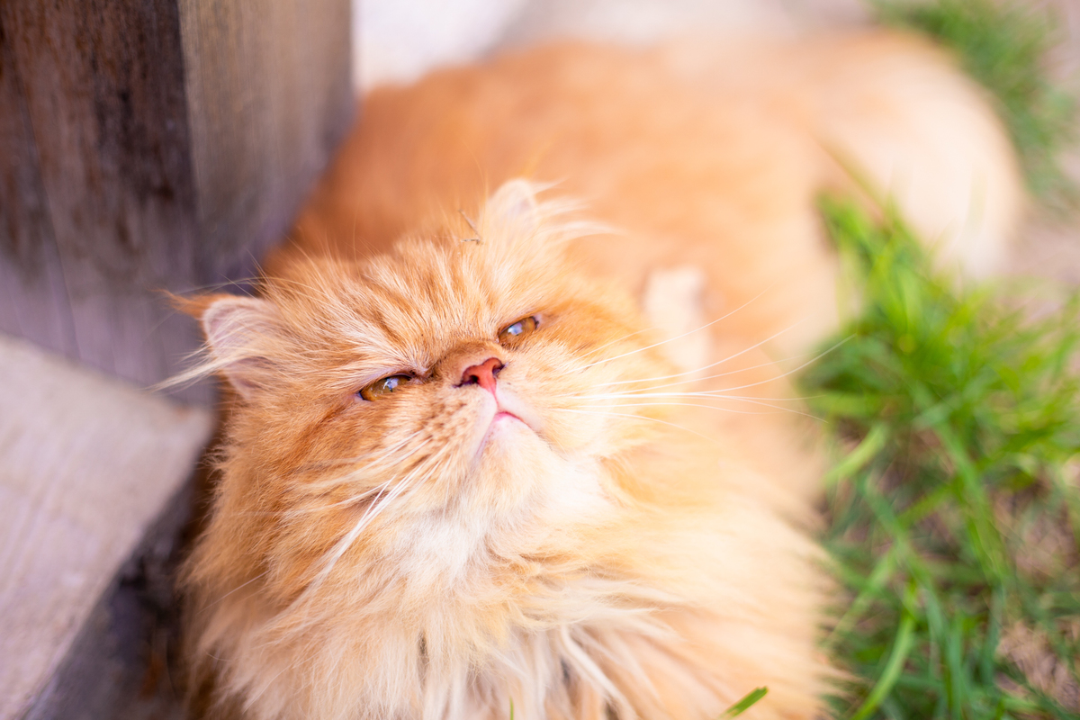 fotografia_pet_gato_casa_praia_18