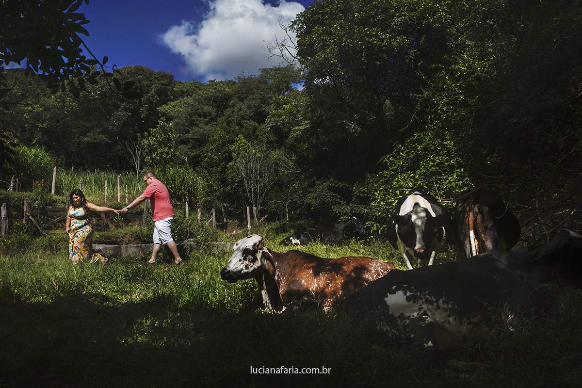 caminhando no meio das vacas o casal de noivos posam para a fotografa luciana faria em caldas mg