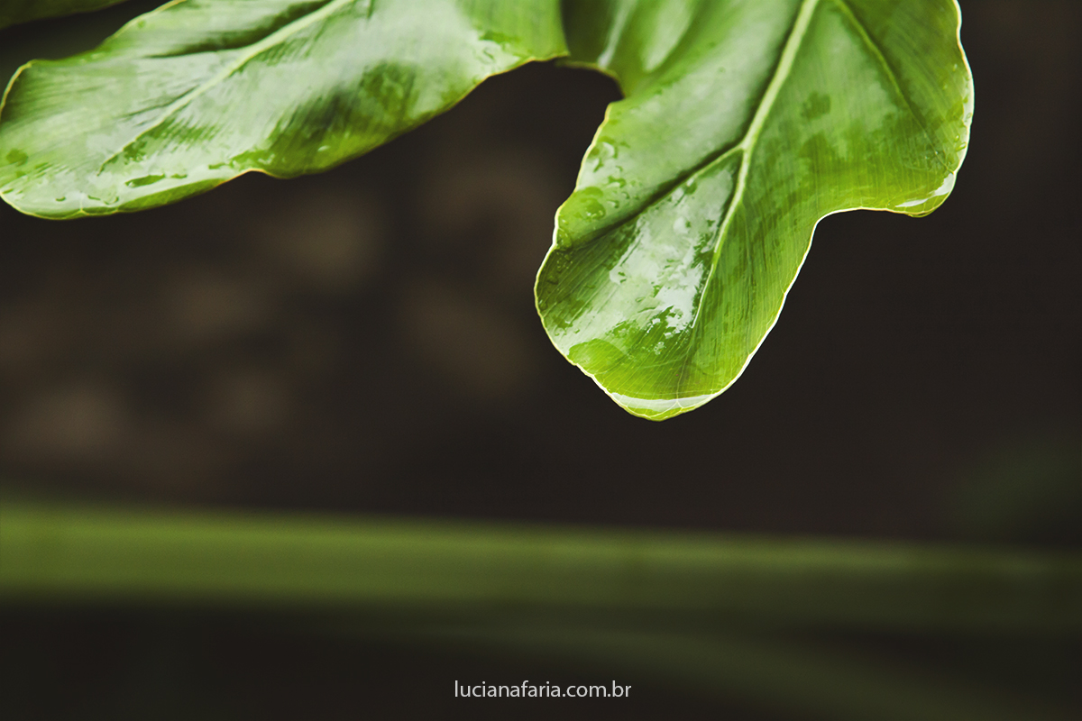 folhas verdes com gotas de chuva molhadas com as cores vibrantes