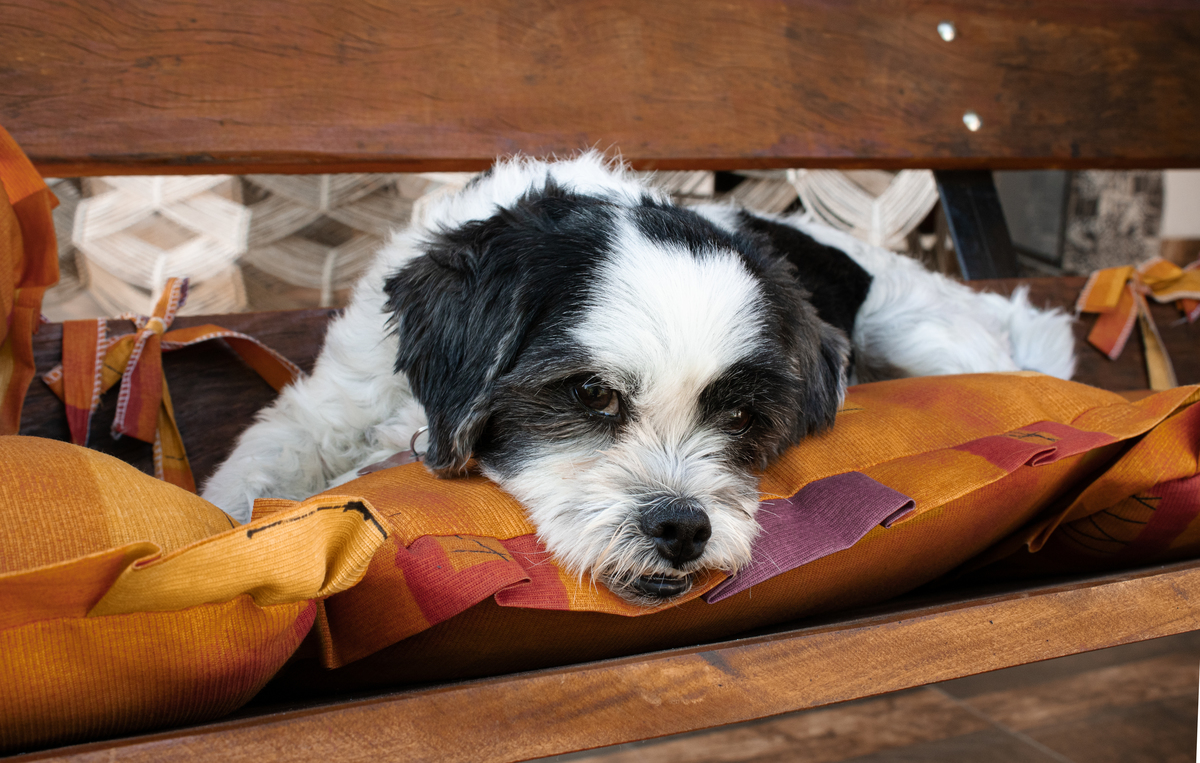 sessao dog
