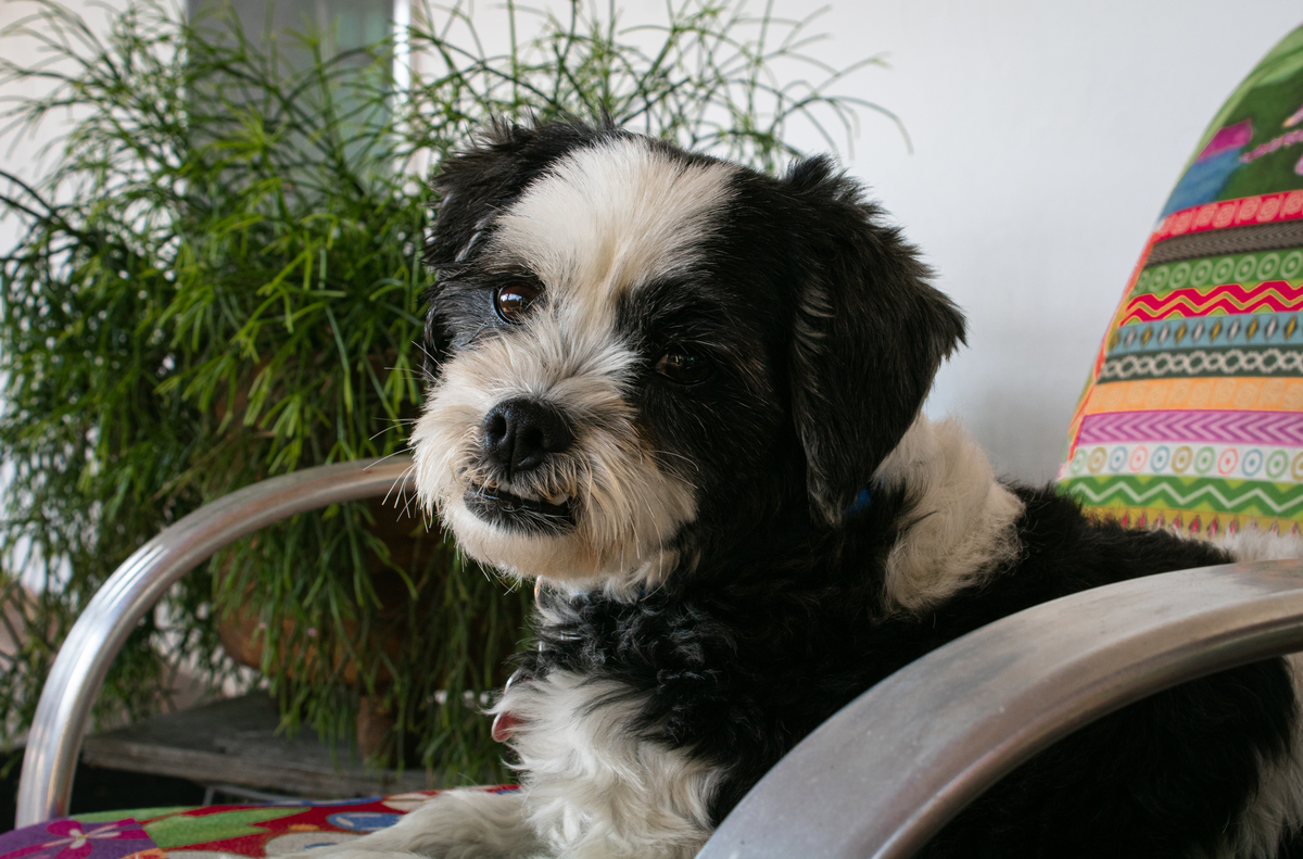 sessao pet