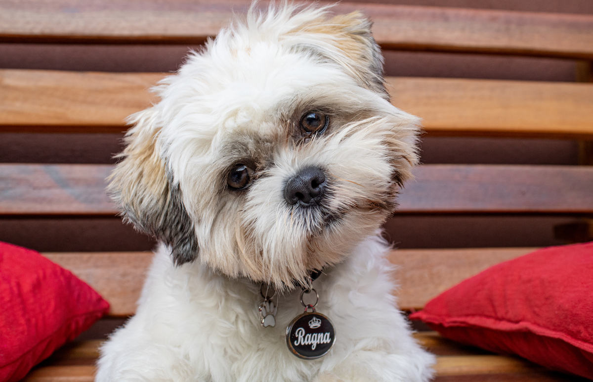 sessao dog