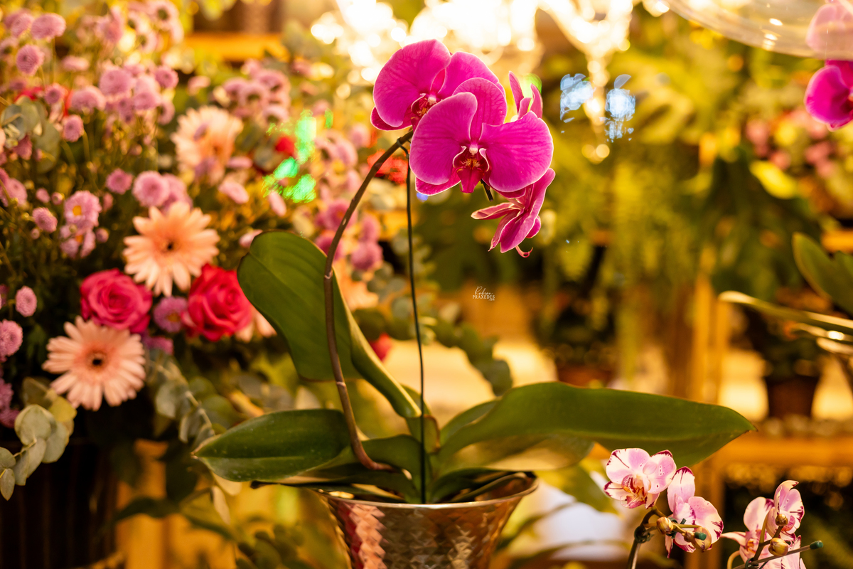 ANIVERSARIO 15 ANOS - FOTOGRAFO EM ITAPEVA ROBSON PRAXEDES - VINICIUS BUFFET E DECORACAO - ESPACO VERDE MICHETTI