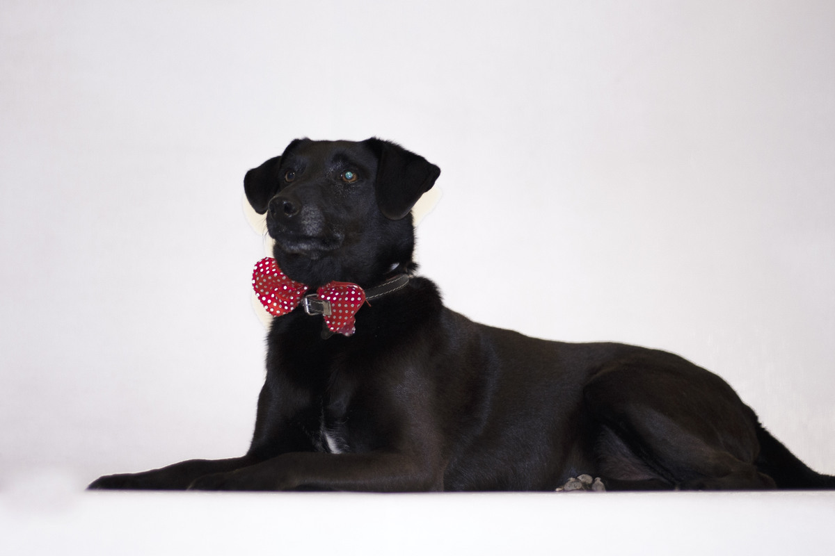 a imagem mostra um cachorro preto usando gravata borboleta