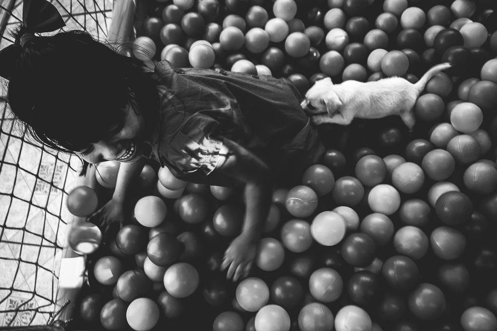 cachorro na piscina de bolinhas