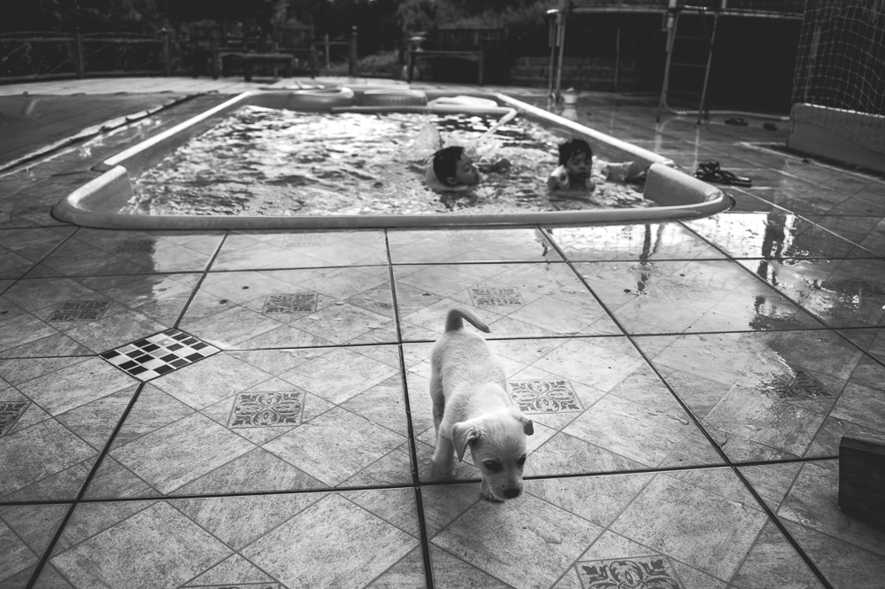 cachorro na piscina