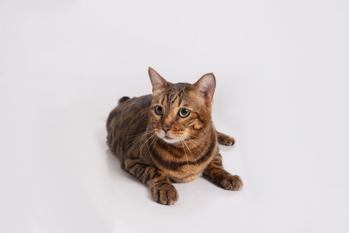 Ensaio família Santo André