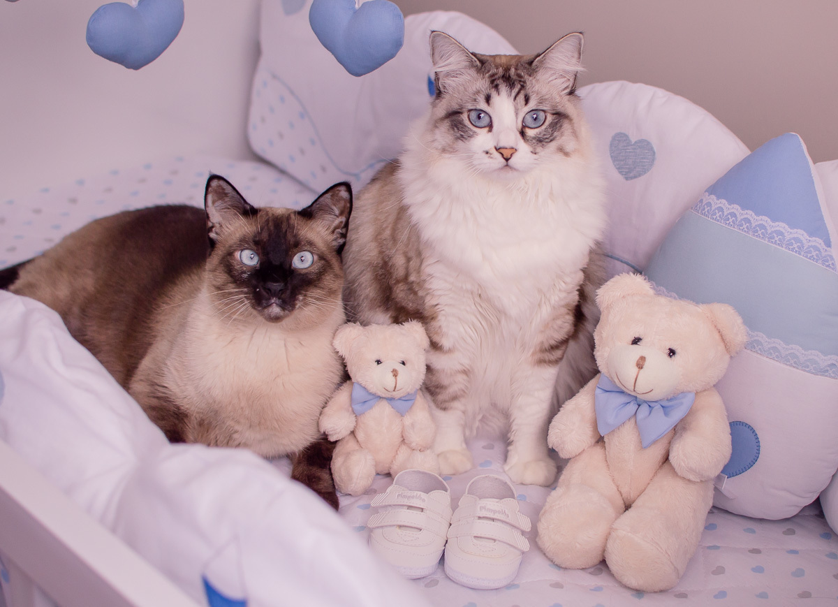 gatos no quarto do baby 