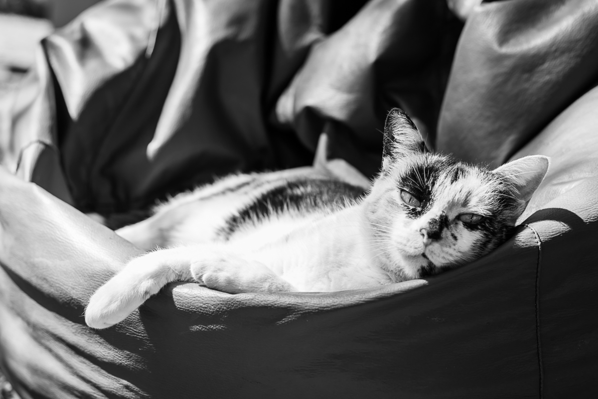 gato preguiça amor 