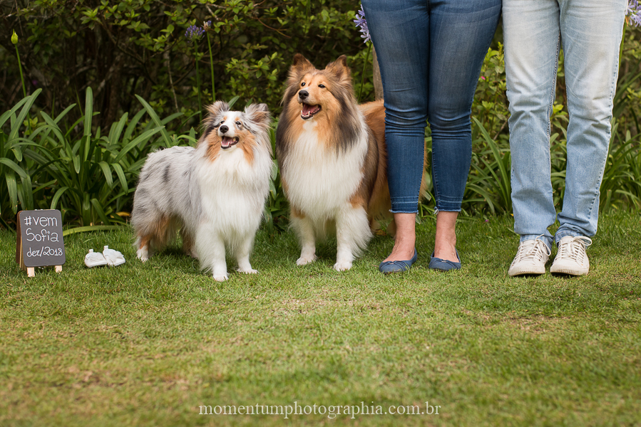 ensaio gestante em petrópolis rj cachorros esperando foto por momentum photographia