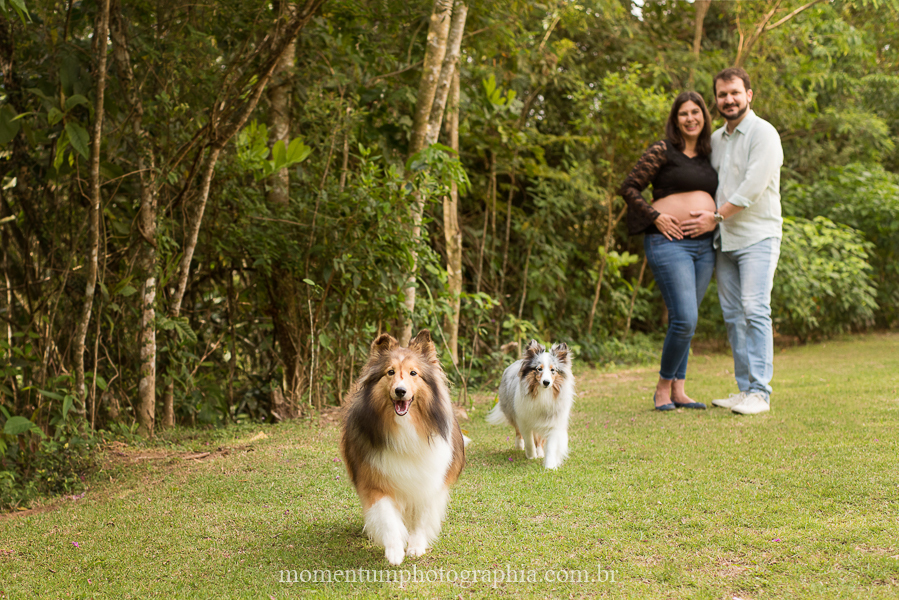 ensaio gestante em petrópolis rj cachorros esperando foto por momentum photographia