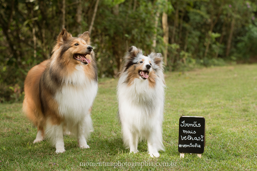 ensaio gestante em petrópolis rj cachorros esperando foto por momentum photographia