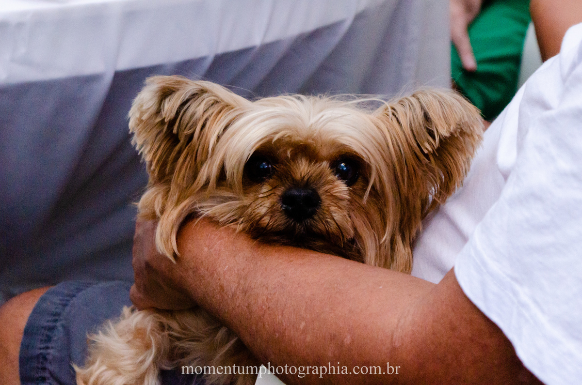 fotografia festa infantil petropolis super herois momentum photographia