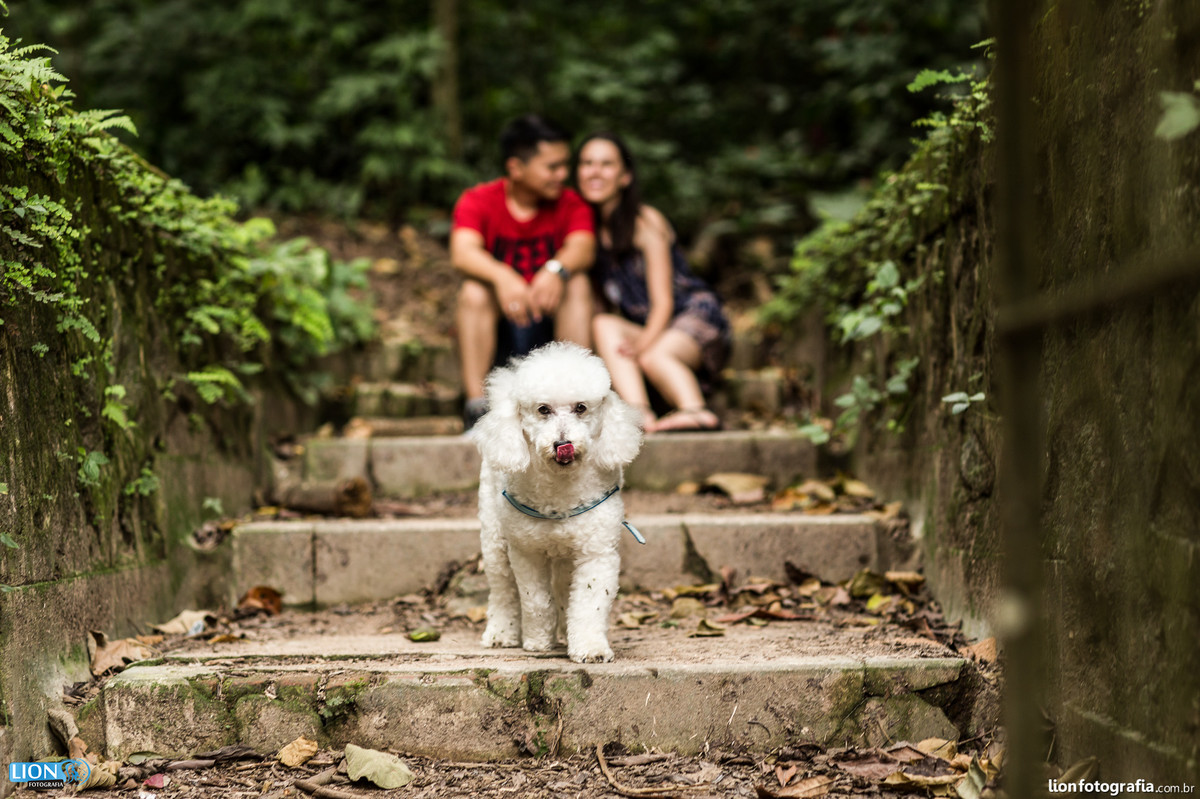 prewedding casamento dog pet são roque brasital lion fotografia ensaio sessão de fotos book esession casal noiva noivo natureza poodle cão pré-casamento