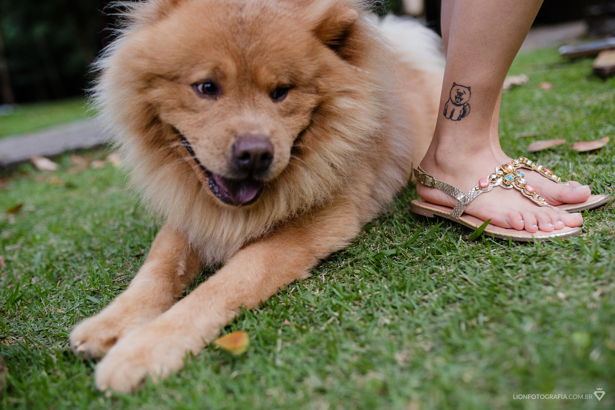 brasital cão cachorro pet dog show show chow chow xou xou labrador são roque estrada do vinho sessão de fotos casamento lion fotografia