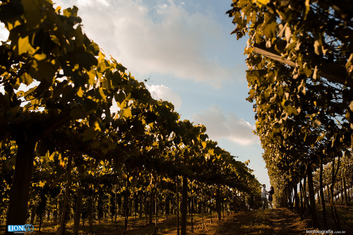 parreiral de uvavinicula goes