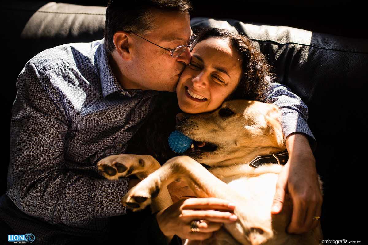 estimação labrador