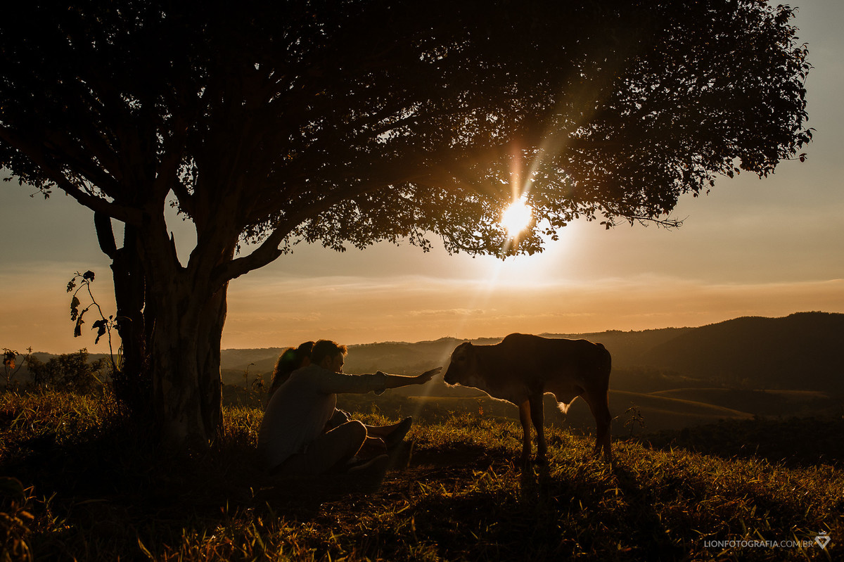 boi natureza saboo arvores ensaio de casal prewedding são roque fazenda sitio