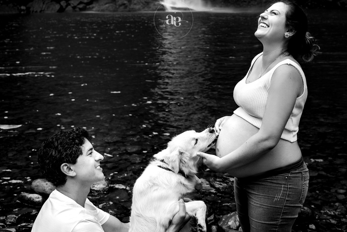 cachorro lambendo a barriga da gravida