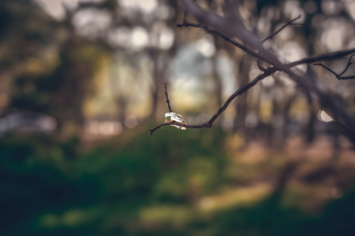 Pré-Wedding alianças no galho da árvore em Grumari-RJ