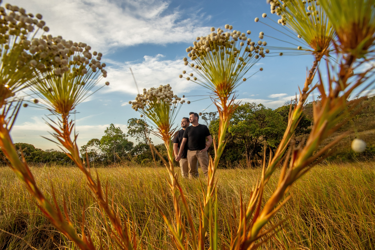 Eu não sei o nome dessa florzinha mas ela é nativa do serrado e de maneira minimalista e linda a flor está em primeiro plano e o casal está lá atrás no centro em meio as flores de mãos dadas, uma linda imagem colorida.