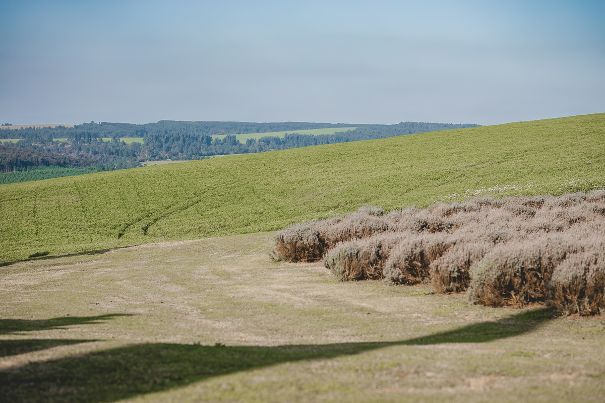 #EnsaioLavanda #LavandarioDosSonhos #FotografiaEmCarambei #EnsaioRomântico #LavandarioCarambei #EnsaioCasal #EnsaioNoCampo #FotografoParana #EnsaioComLavanda #EnsaioFlorido #EnsaioAoArLivre #MemóriasComLavanda #FotografiaPoética #EnsaioSonhador #FotoCasal