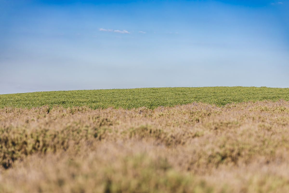 #EnsaioLavanda #LavandarioDosSonhos #FotografiaEmCarambei #EnsaioRomântico #LavandarioCarambei #EnsaioCasal #EnsaioNoCampo #FotografoParana #EnsaioComLavanda #EnsaioFlorido #EnsaioAoArLivre #MemóriasComLavanda #FotografiaPoética #EnsaioSonhador #FotoCasal