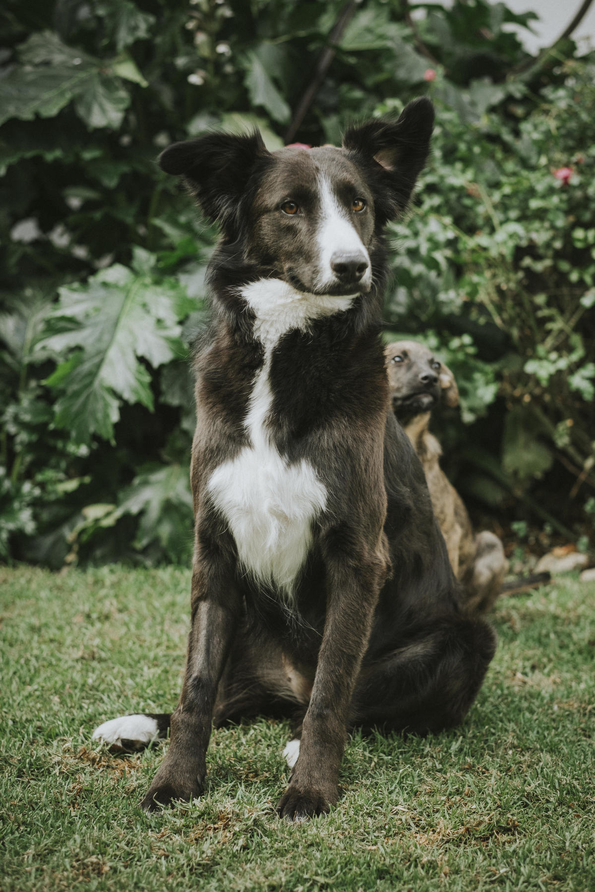 sesion de mascotas la paz , pkl fotografia, fotografia de familias, fotografia de mascotas la paz bolivia 