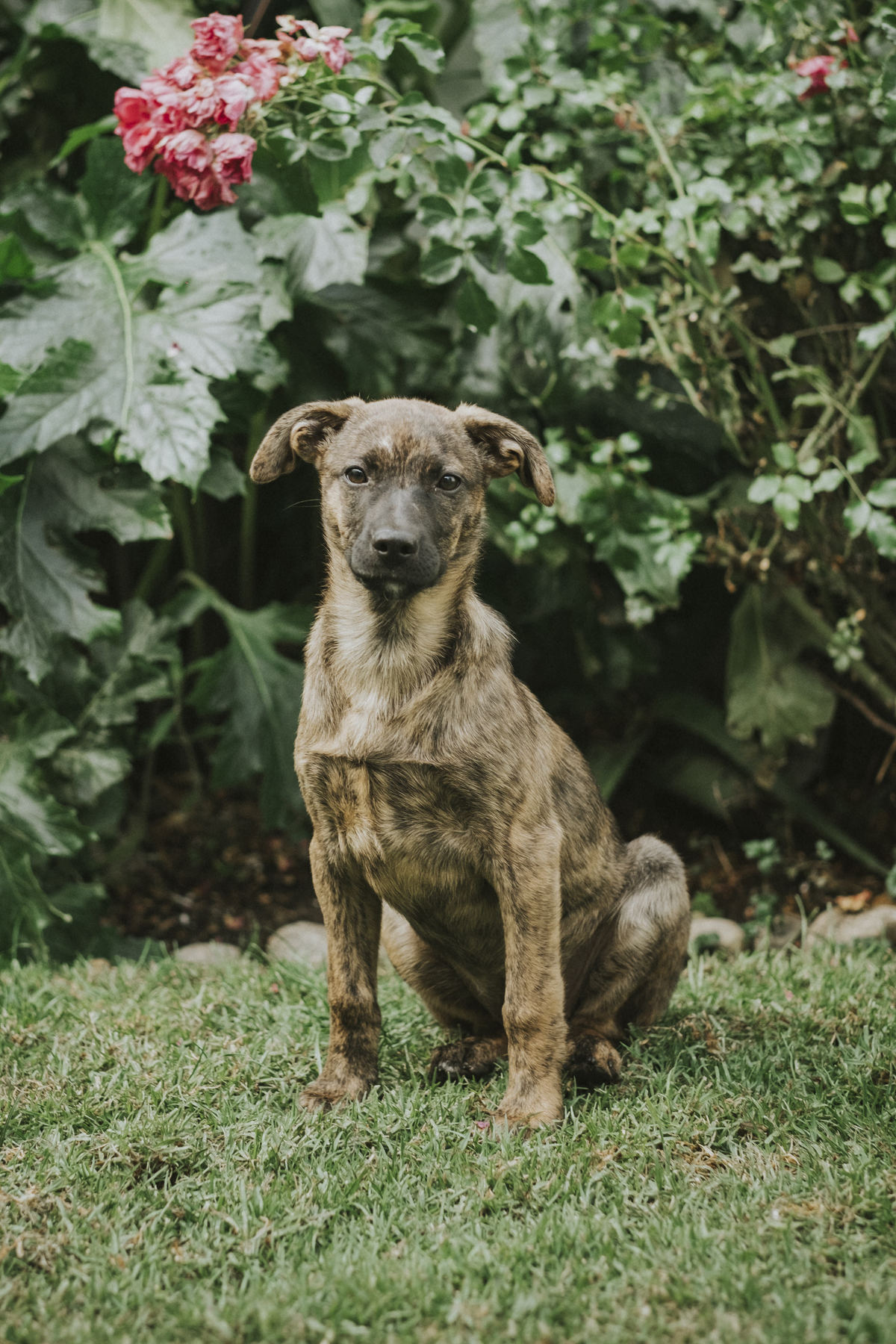 sesion de mascotas la paz , pkl fotografia, fotografia de familias, fotografia de mascotas la paz bolivia 