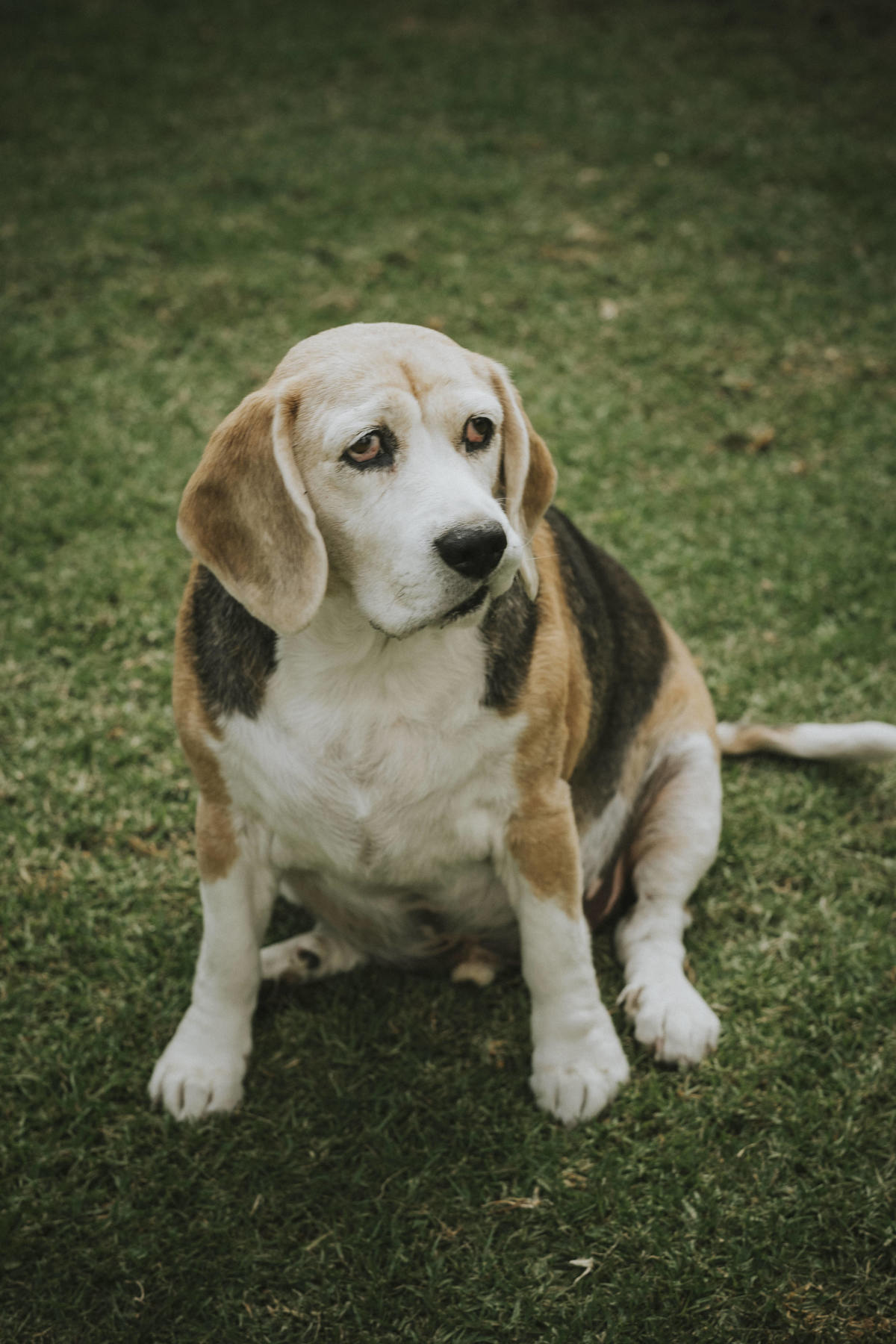 sesion de mascotas la paz , pkl fotografia, fotografia de familias, fotografia de mascotas la paz bolivia 