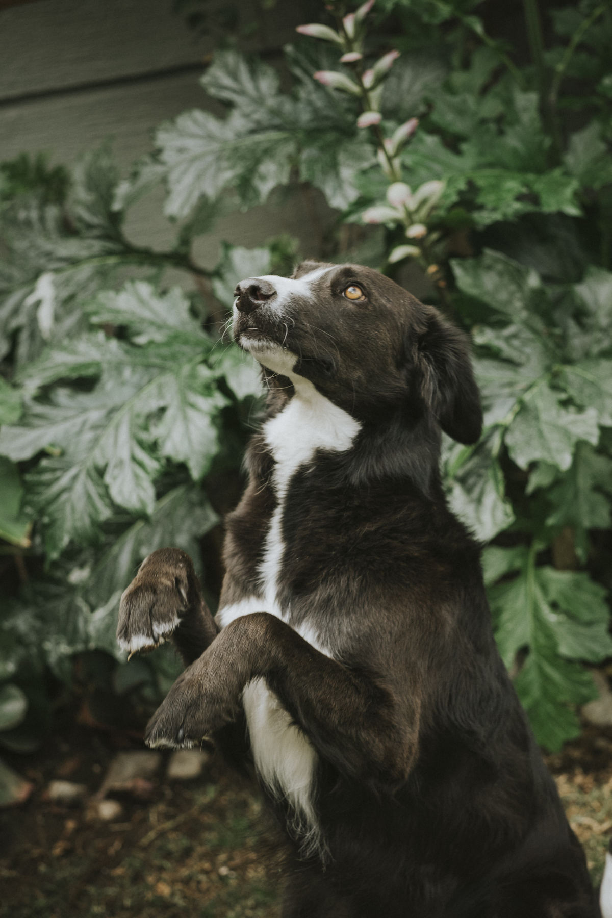 sesion de mascotas la paz , pkl fotografia, fotografia de familias, fotografia de mascotas la paz bolivia 