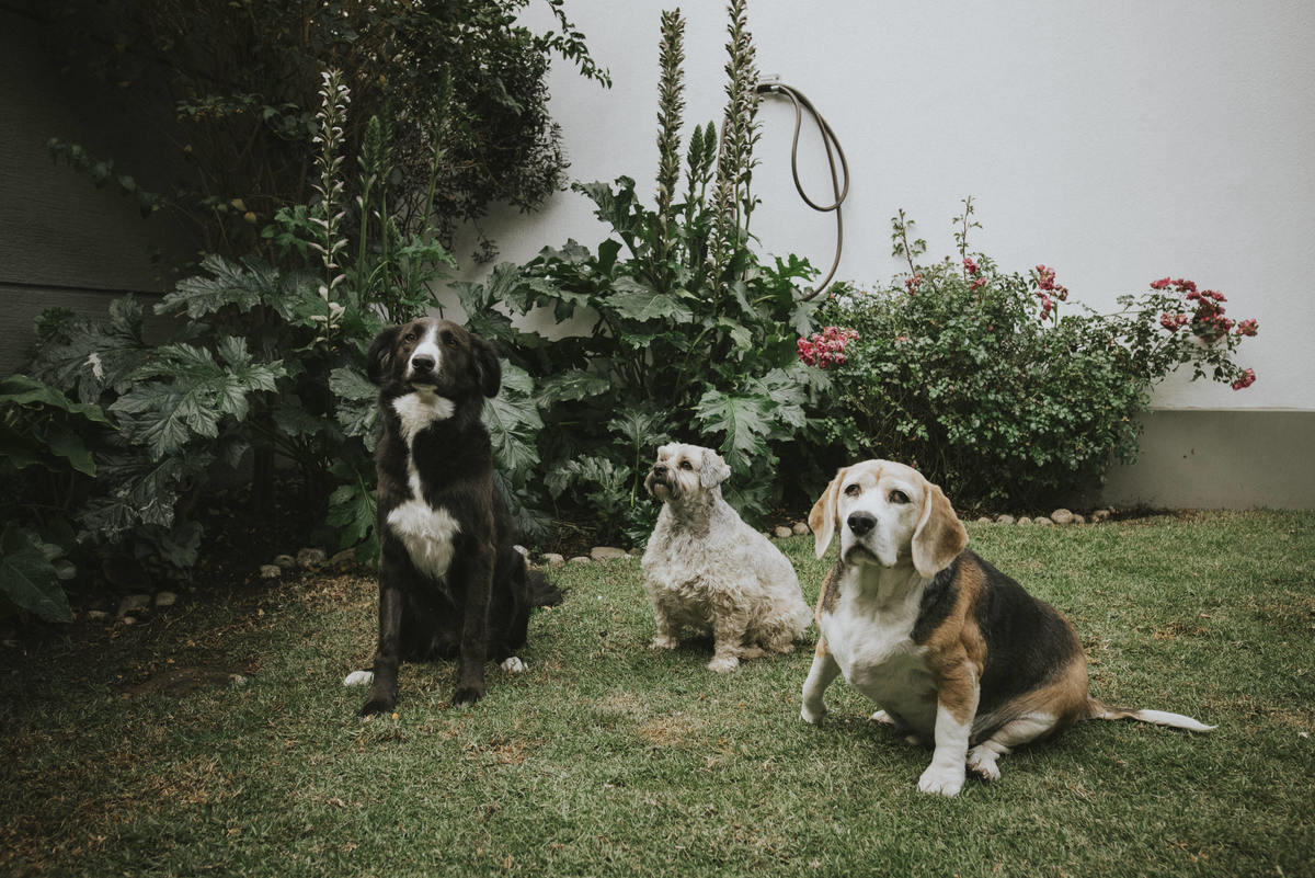 sesion de mascotas la paz , pkl fotografia, fotografia de familias, fotografia de mascotas la paz bolivia 