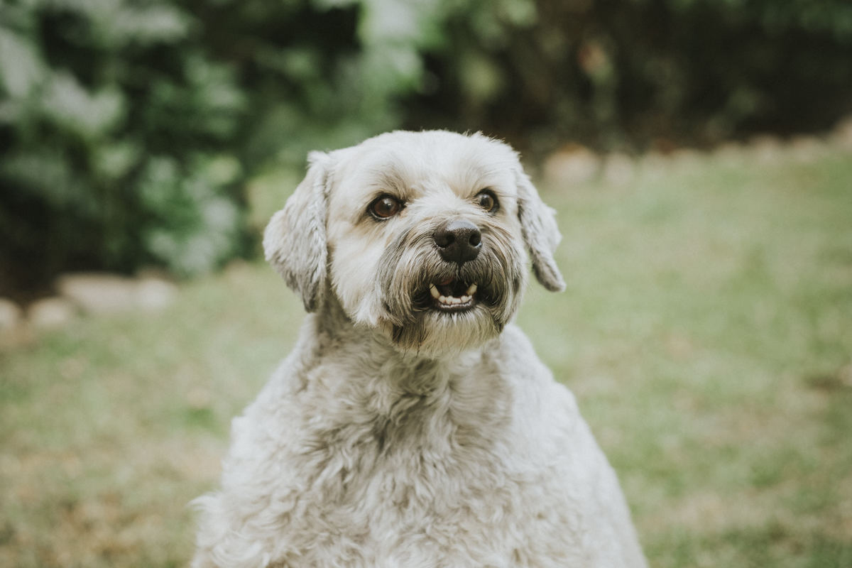 sesion de mascotas la paz , pkl fotografia, fotografia de familias, fotografia de mascotas la paz bolivia 