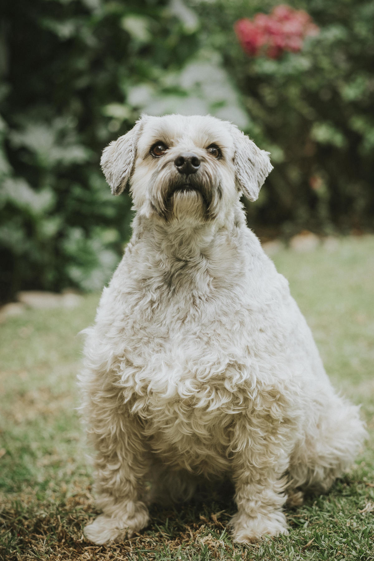 sesion de mascotas la paz , pkl fotografia, fotografia de familias, fotografia de mascotas la paz bolivia 