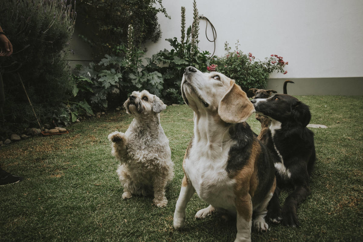 sesion de mascotas la paz , pkl fotografia, fotografia de familias, fotografia de mascotas la paz bolivia 