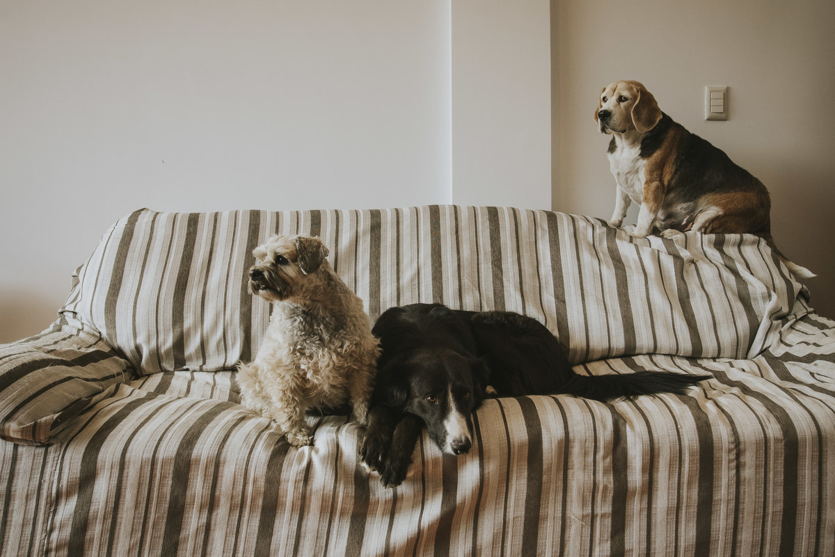 sesion de mascotas la paz , pkl fotografia, fotografia de familias, fotografia de mascotas la paz bolivia 